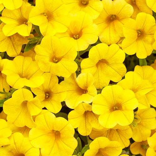 Calibrachoa Million Bells Yellow PW Superbells (quart pot)