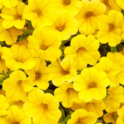 Calibrachoa Million Bells Yellow PW Superbells (quart pot)