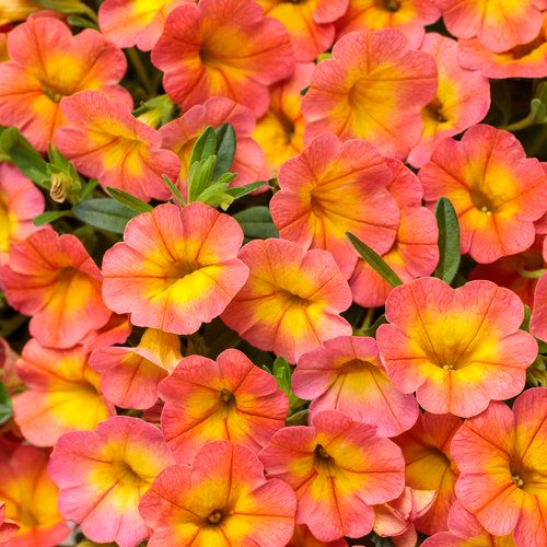 Calibrachoa Million Bells Coral Sun PW Superbells (quart pot)
