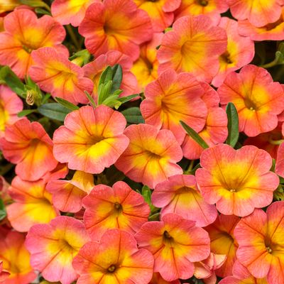 Calibrachoa Million Bells Coral Sun PW Superbells (quart pot)