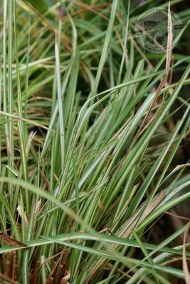Grass Calamagrostis Avalanche Feather Reed (gallon perennial) $24.99