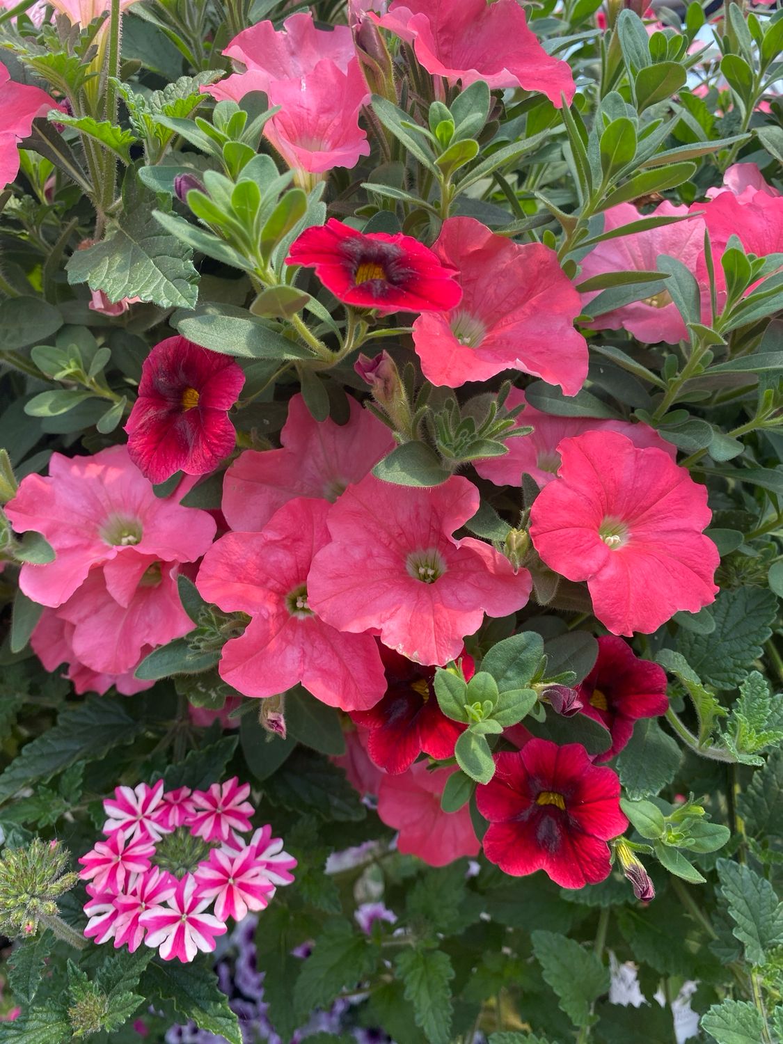 Hopscotch (12" Hanging Basket) $45.99