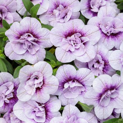 Calibrachoa Million Bells Double Twilight PW Superbells (quart pot)