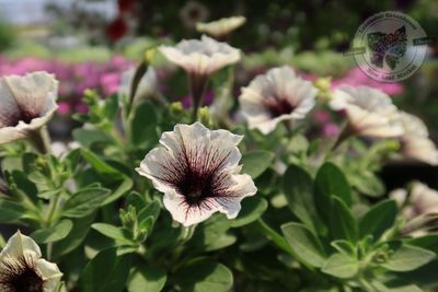 Petunia Latte PW Supertunia (quart pot)