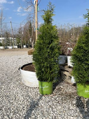 Arborvitae JUNIOR Giant Thuja (3 gallon) $99.99