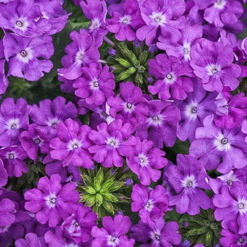 Verbena Violet Ice PW Superbena (quart pot)