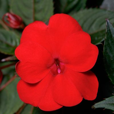 SunPatiens Compact Deep Red PW (quart pot)
