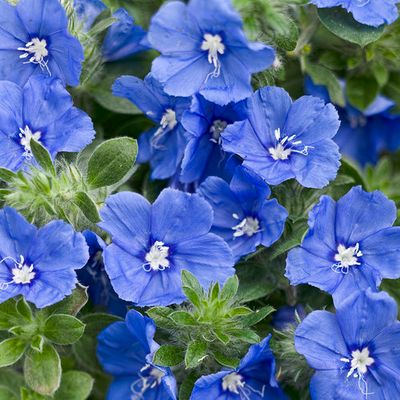 Evolvulus Blue My Mind PW (quart pot)