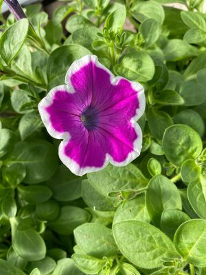 Petunia Hoopla Vivid Orchid PW Supertunia (quart pot)