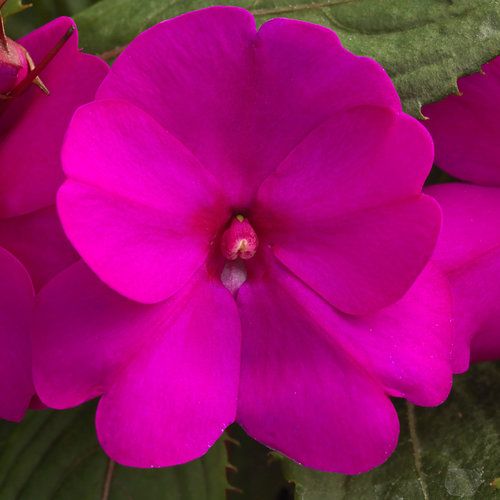 SunPatiens Compact Purple PW (quart pot)