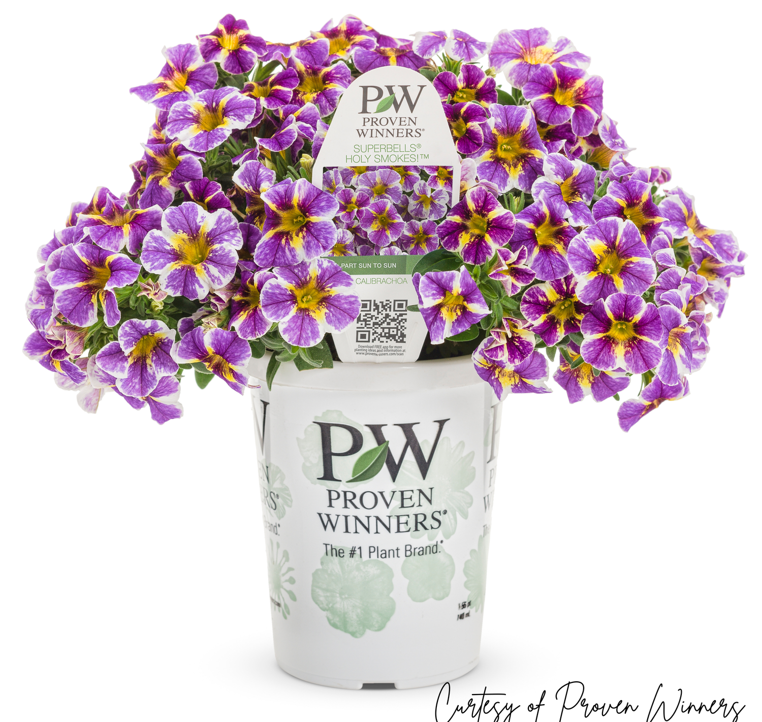 Calibrachoa Million Bells Holy SMOKES PW Superbells (quart pot)