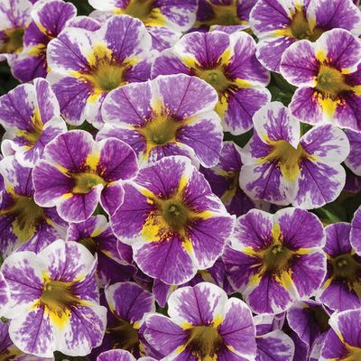 Calibrachoa Million Bells Holy SMOKES PW Superbells (quart pot)