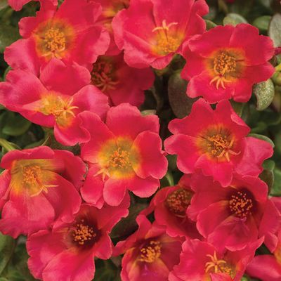 Portulaca Mojave Red PW (10" Hanging Basket) $39.99
