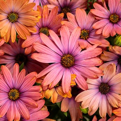 Osteospermum Bright Lights Horizon SUNSET Daisy PW (quart pot)