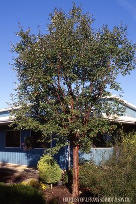 Maple Paperbark (15 gallon) $219.99