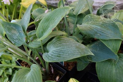 Hosta Halcyon Plantain Lily (quart perennial) $11.99