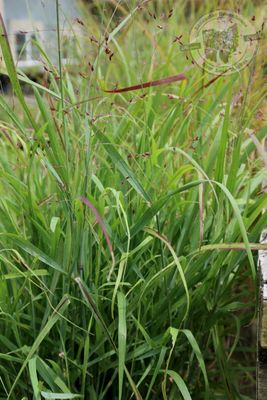 Grass Panicum Shenandoah Switch (3 gallon perennial) $49.99