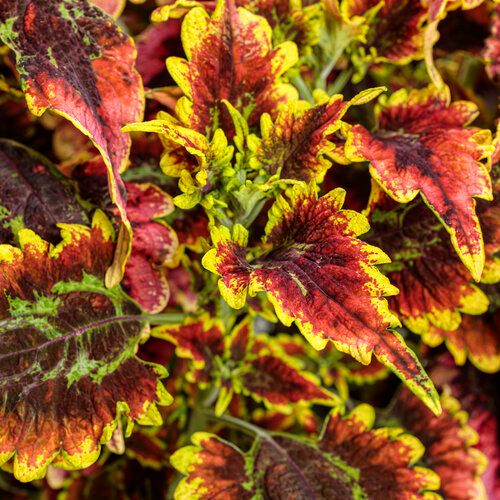 Coleus El Brighto ColorBlaze PW (quart pot)