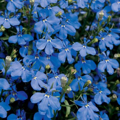 Lobelia Laguna DARK Blue PW (quart pot)