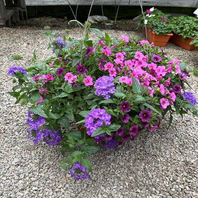 Faded Jeans (12" Hanging Basket) $45.99 Faded Jeans (12" Hanging Basket) $45.99
