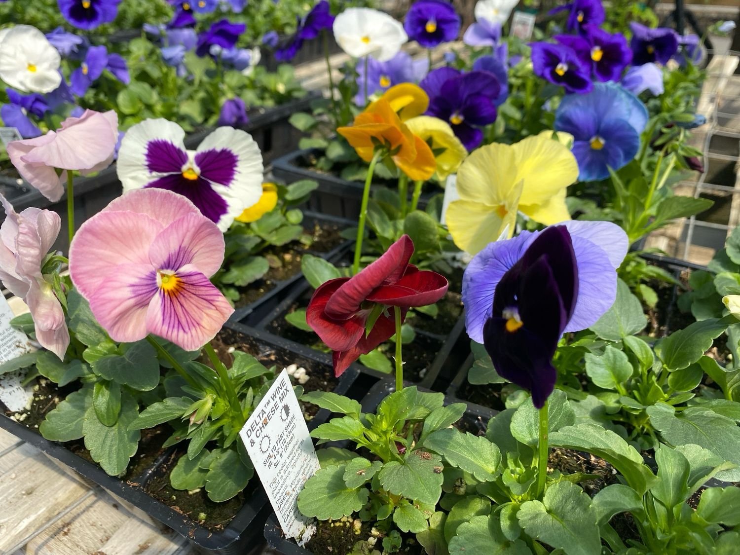 Pansy / Viola Assortment - Grower's Choice (3-Pack)