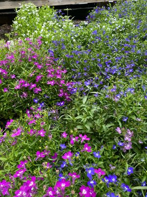 Lobelia Assortment - Grower's Choice (3-Pack)