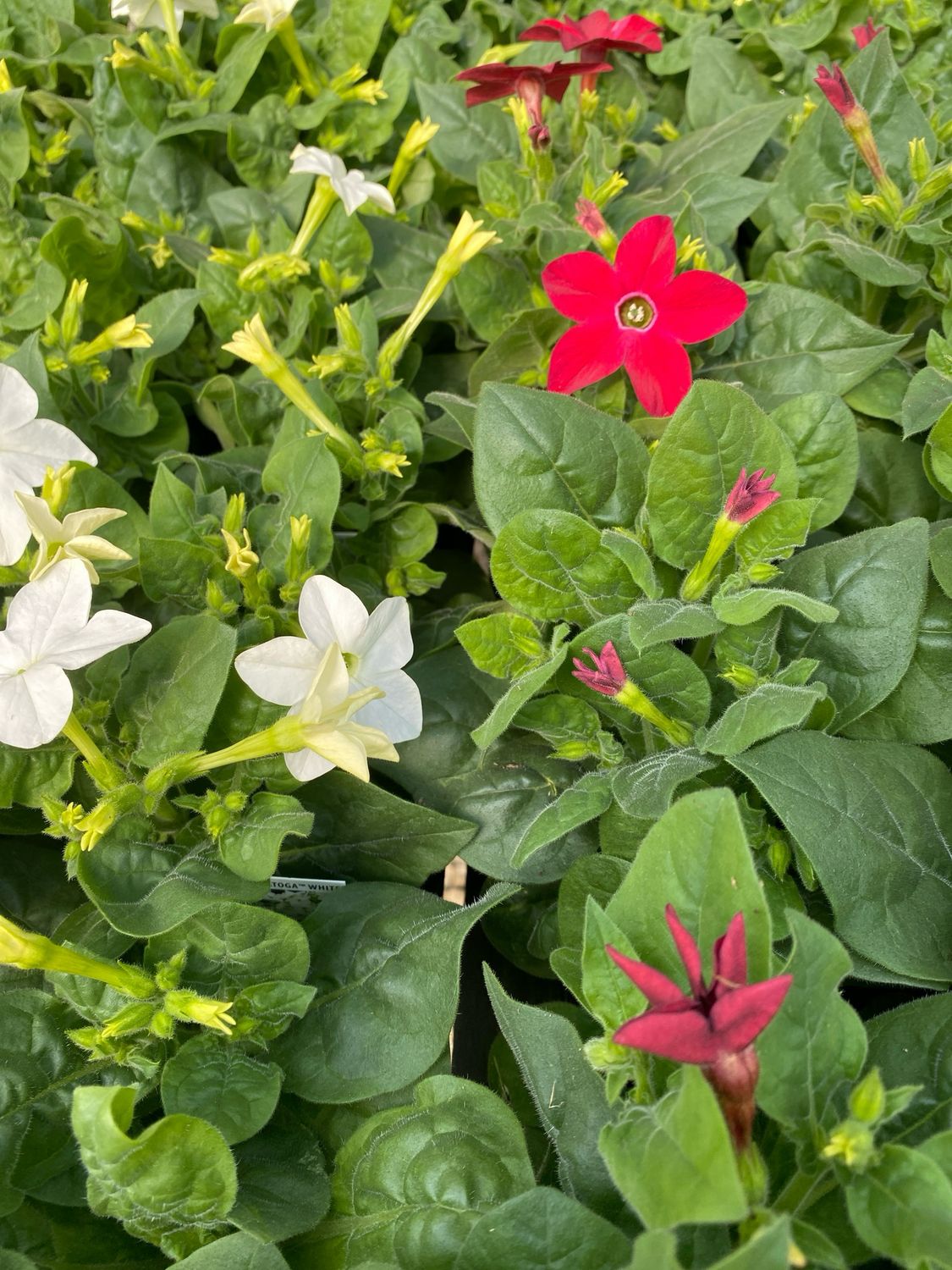 Nicotiana Assortment - Grower's Choice (3-Pack)