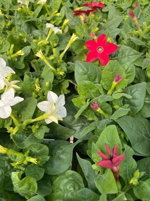Nicotiana Assortment - Grower's Choice (3-Pack)