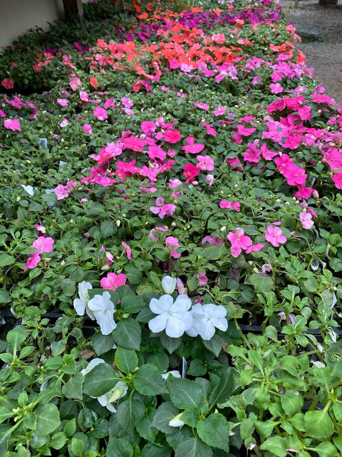 Impatiens Assortment - Grower's Choice (3-Pack)