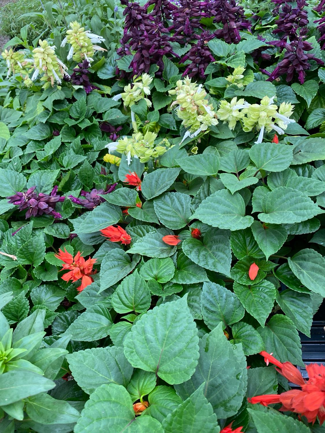 Salvia Assortment - Grower's Choice (3-Pack)
