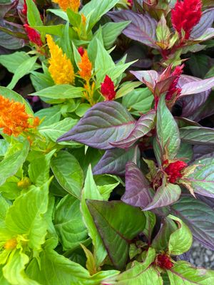 Celosia Assortment - Grower's Choice (3-Pack)