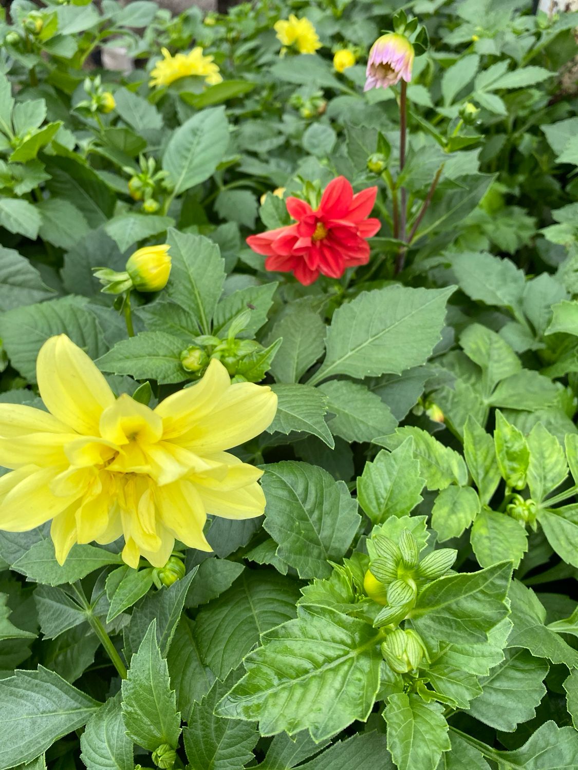 Dahlia Assortment - Grower's Choice (3-Pack)