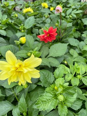 Dahlia Assortment - Grower's Choice (3-Pack)