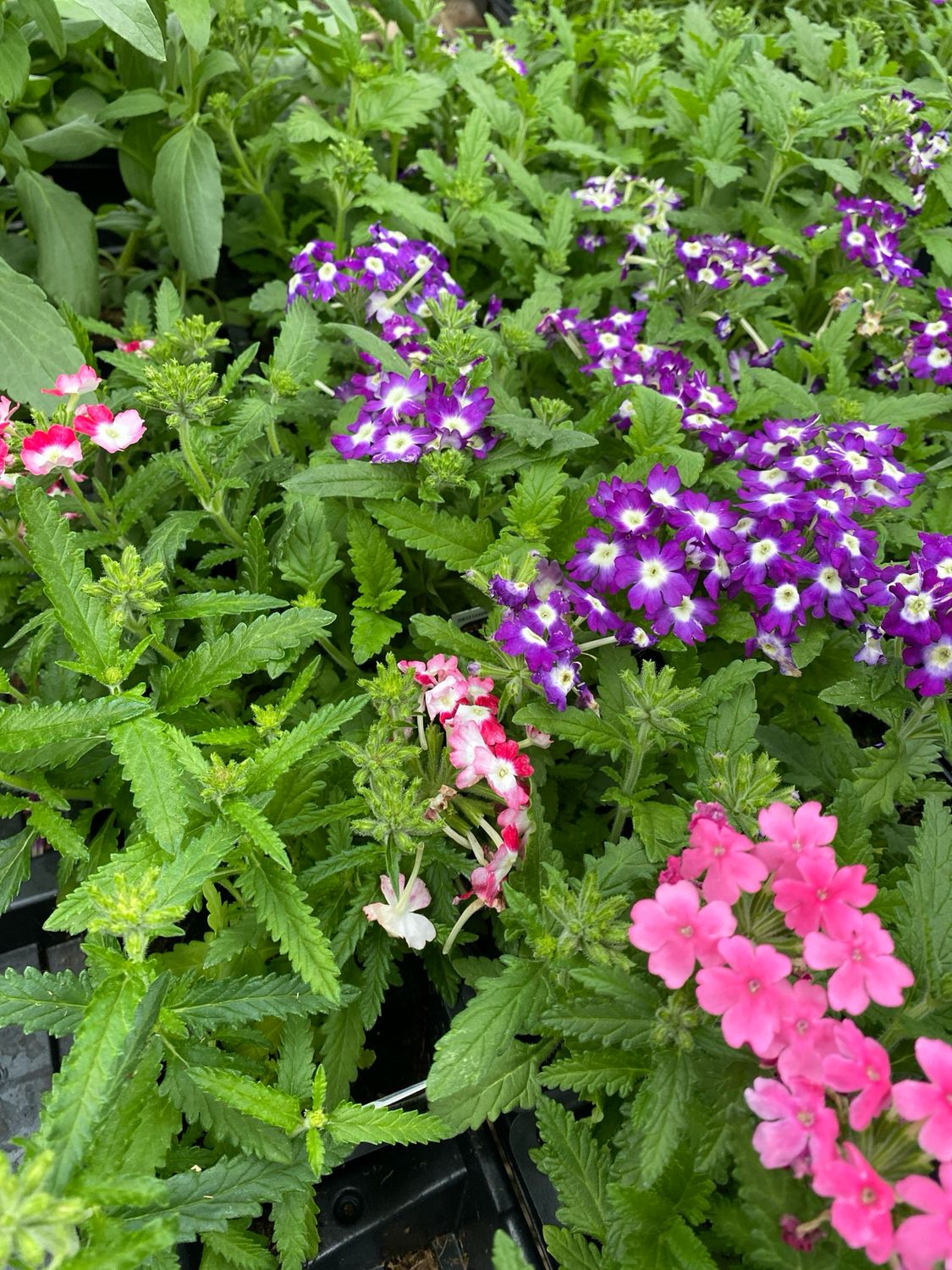 Verbena Assortment - Grower's Choice (3-Pack)