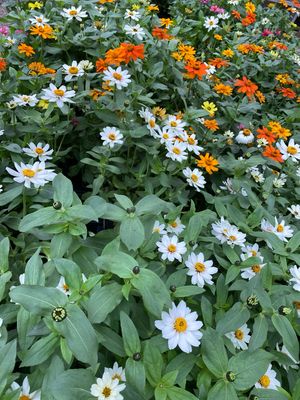 Zinnia Assortment - Grower's Choice (3-Pack)