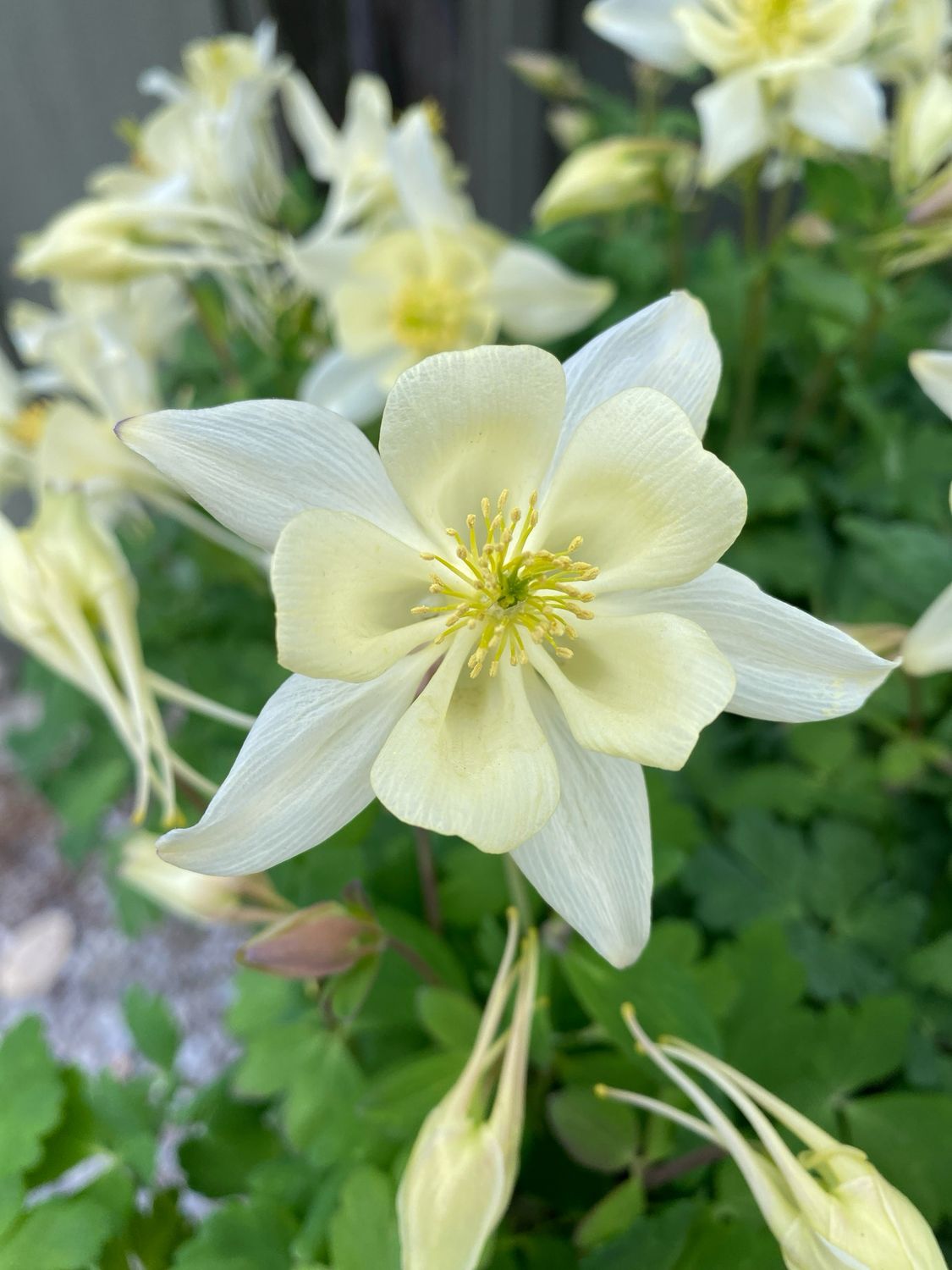 Aquilegia Yellow Earlybird Columbine (quart perennial) $11.99