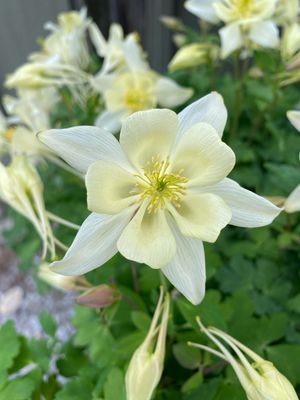 Aquilegia Yellow Earlybird Columbine (quart perennial) $11.99