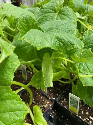 Cucumber Plant Boston Pickling (4" vegetable pot)