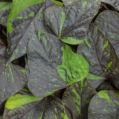 Ipomoea ShadowStorm Sweet Potato Vine Sweet Caroline Sweetheart PW (quart pot)