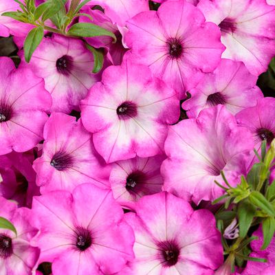 Petunia PINK Tiara PW Supertunia (quart pot)
