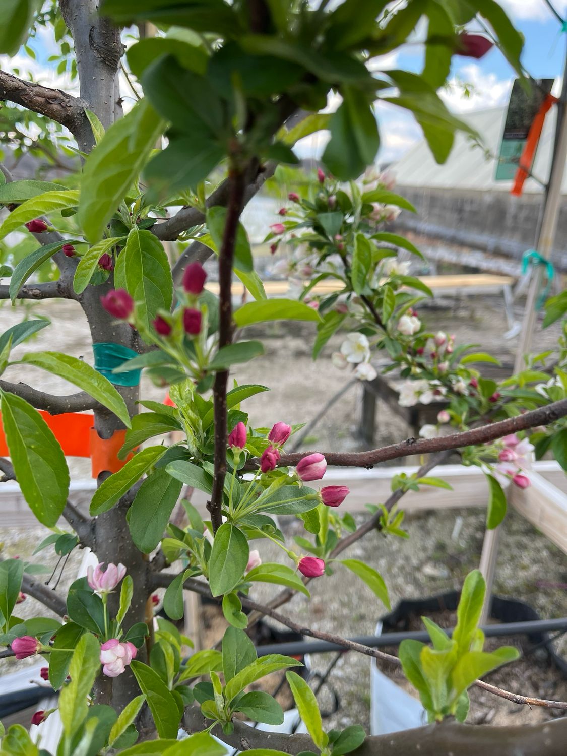 Crabapple Zumi Calocarpa Malus (15 gallon) $229.99