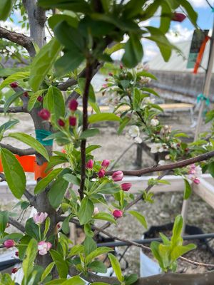 Crabapple Zumi Calocarpa Malus (15 gallon) $229.99