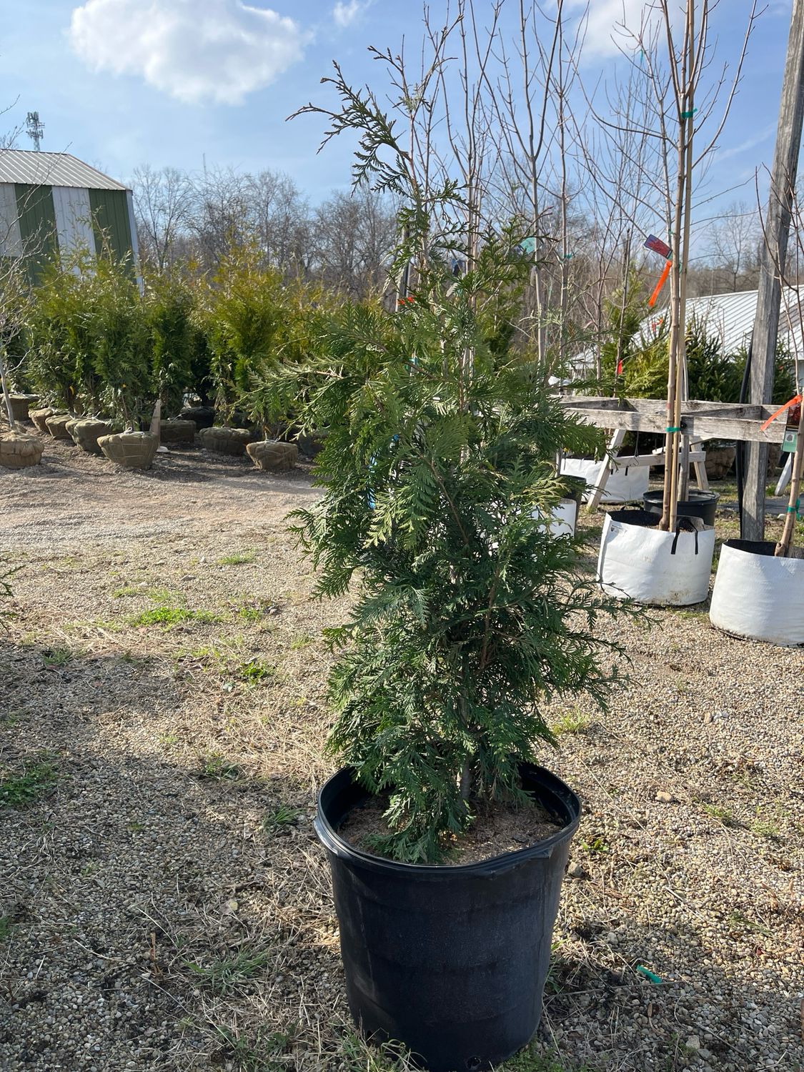 Arborvitae Green Giant Thuja (15 gallon) $169.99