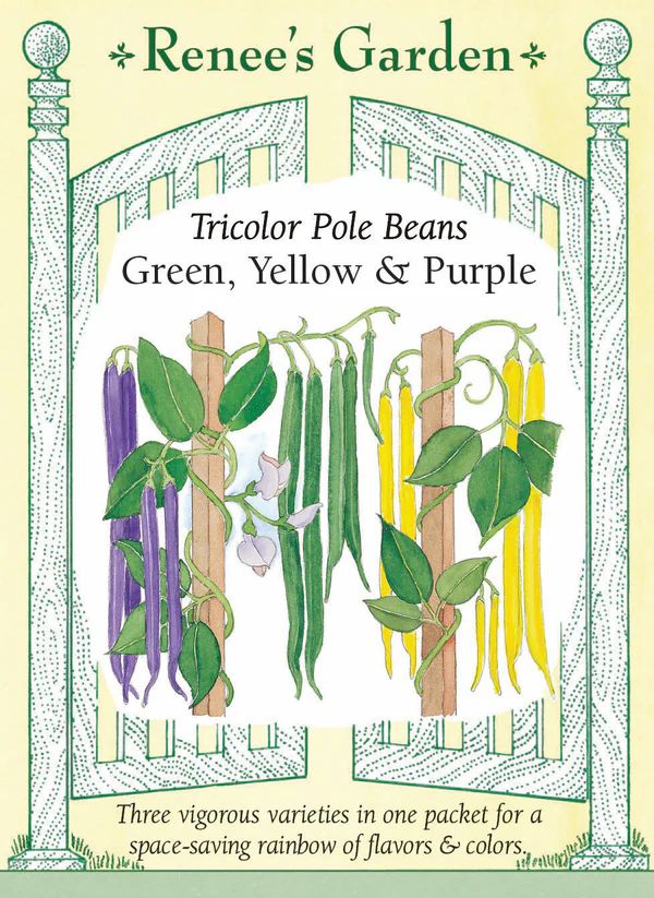 (Seed) Bean Pole Tricolor $3.99