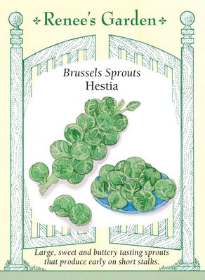 (Seed) Brussels Sprouts Hestia $4.99