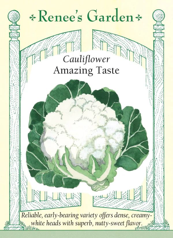 (Seed) Cauliflower Amazing Taste $4.69