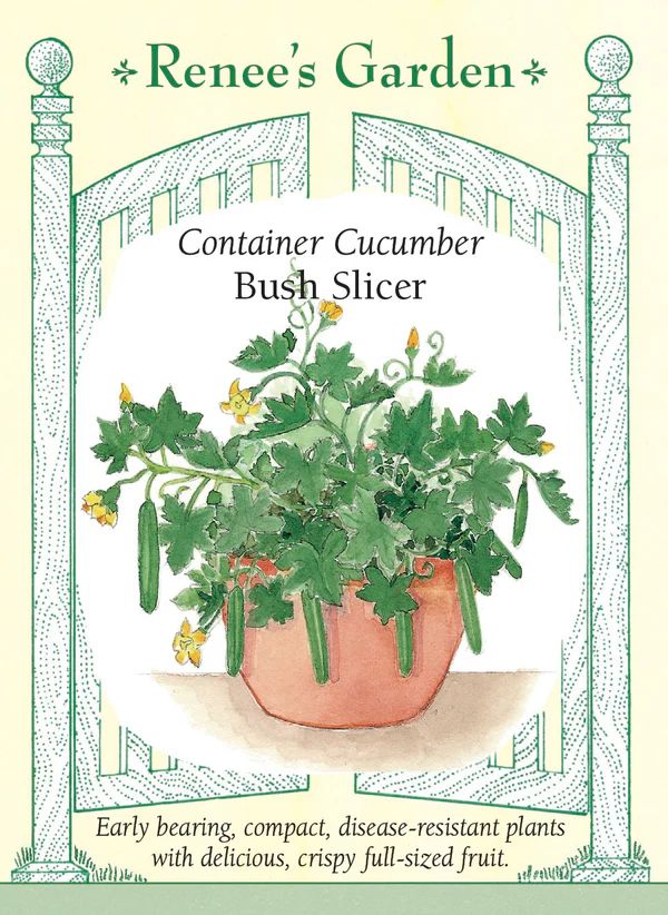 (Seed) Cucumber Bush Slicer $3.39