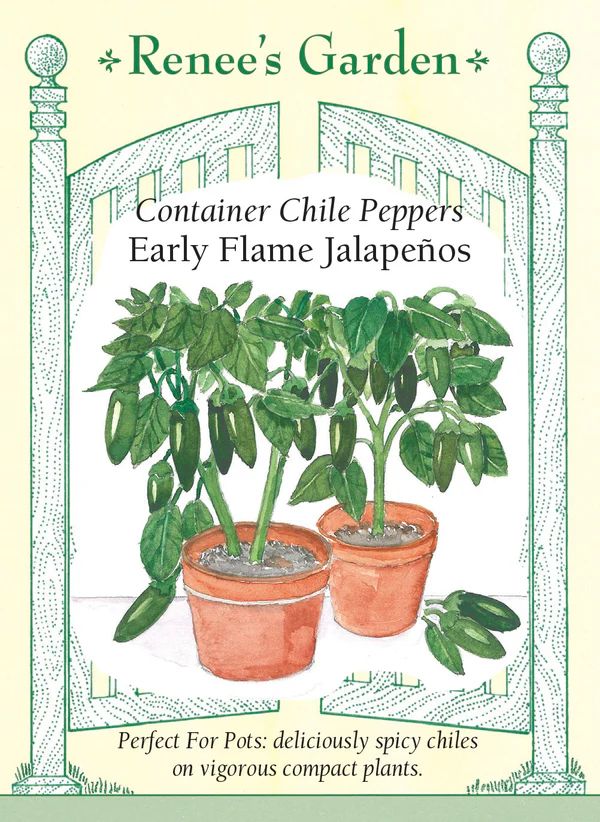 (Seed) Pepper Chile Jalapeno Early Flame Container $4.99