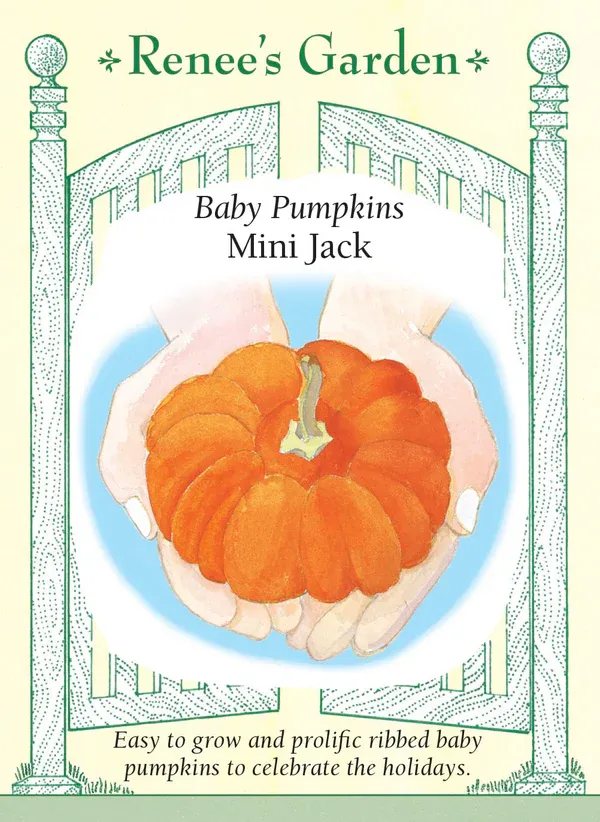 (Seed) Pumpkin Mini Jack $2.99
