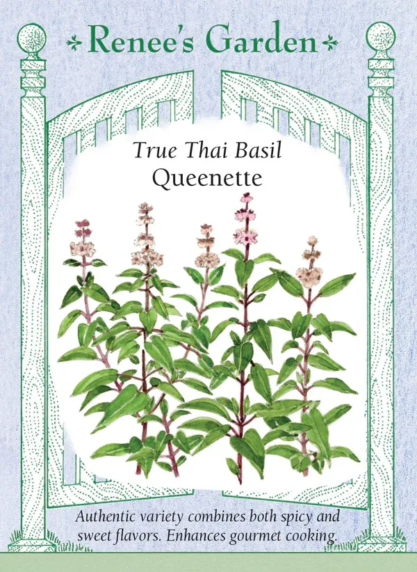 (Seed) Basil Queenette Thai $2.99